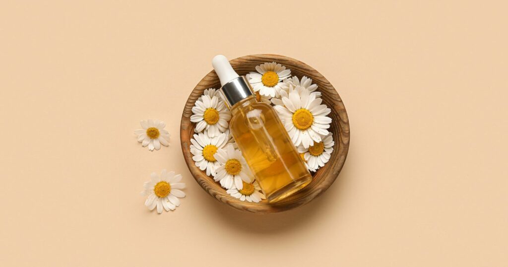 Chamomile oil in wooden bowl with daisies on beige background.